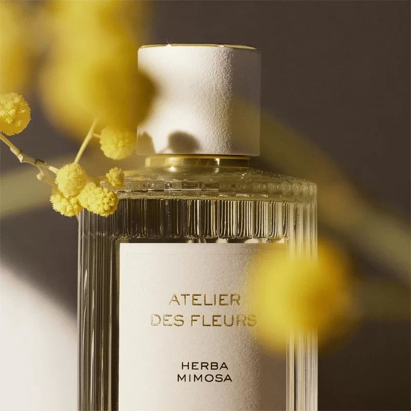 Chloe Atelier Des Fleurs Herba Mimosa